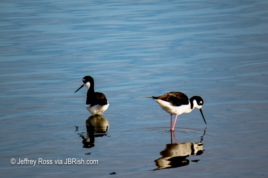 Black-necked Stilts looking for food